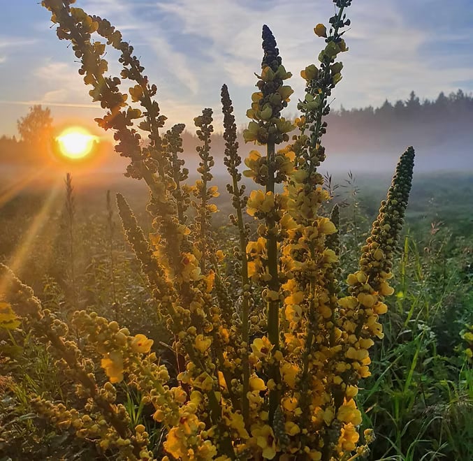 Naturens hemlighet finns i kvinnans natur