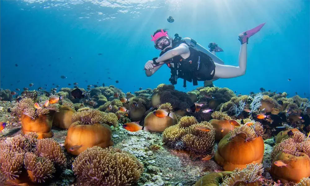 Dykning vid Menjangan Island