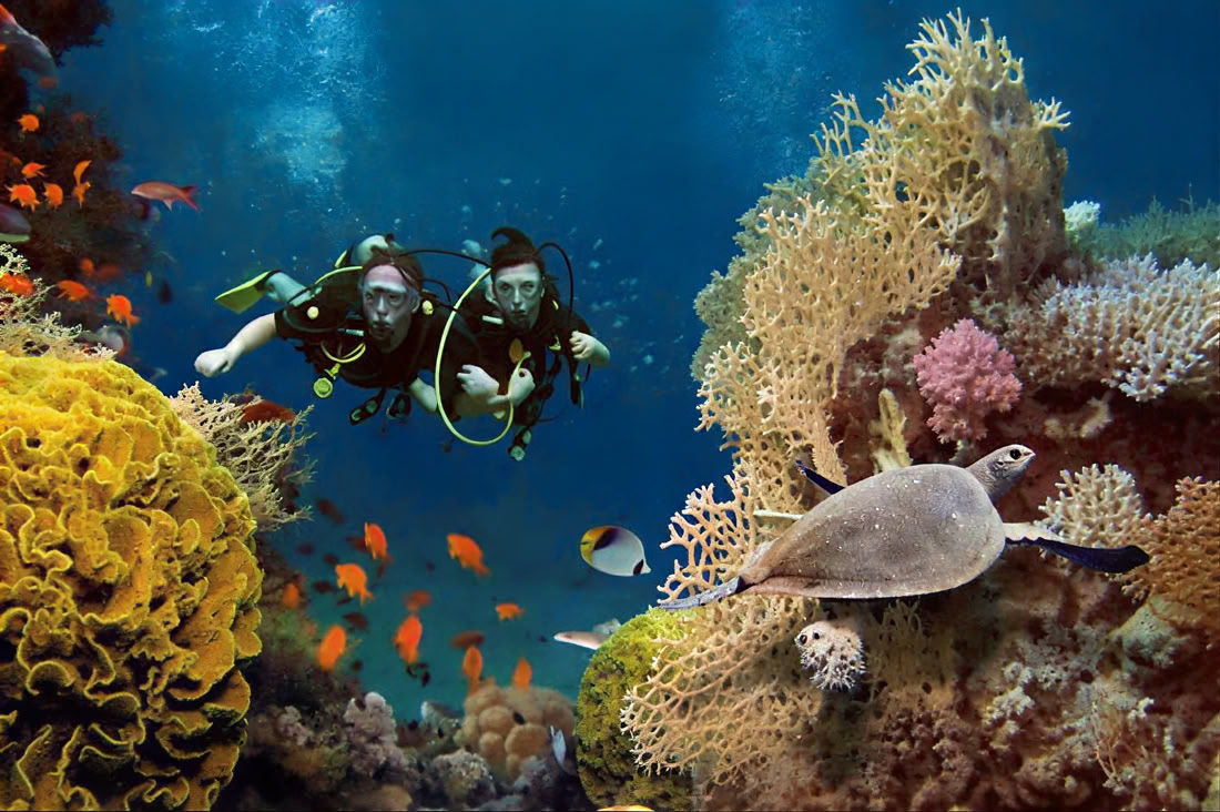 Dykning vid Menjangan Island