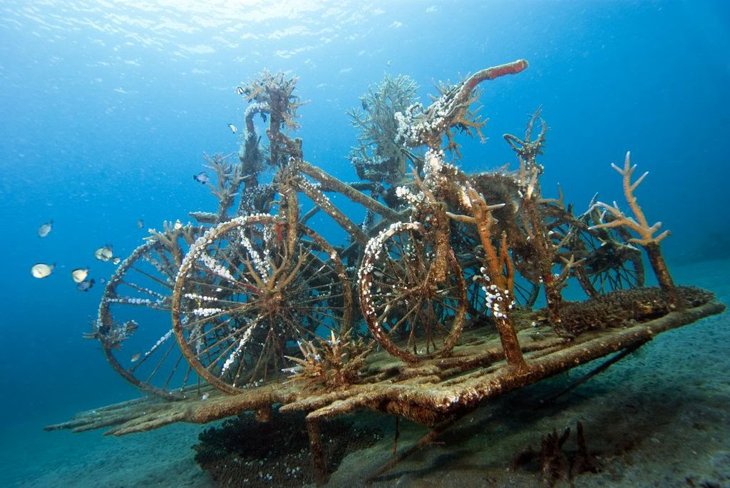 Introduktionsdyk vid Lovina Reef, 2 dyk