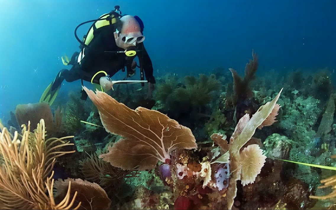 Introduktionsdyk vid Lovina Reef, 2 dyk