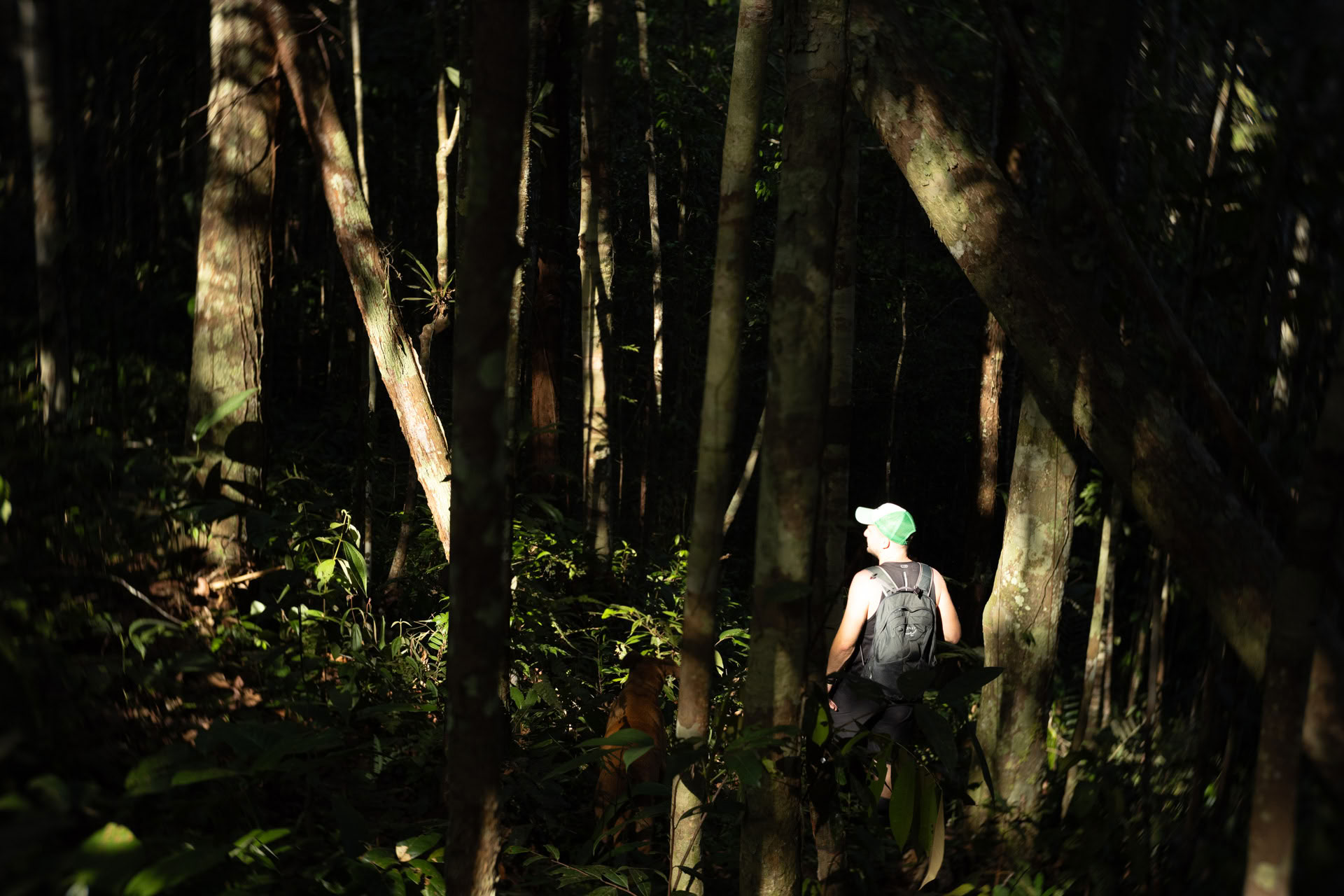 Öppen ayahuasca-retreat