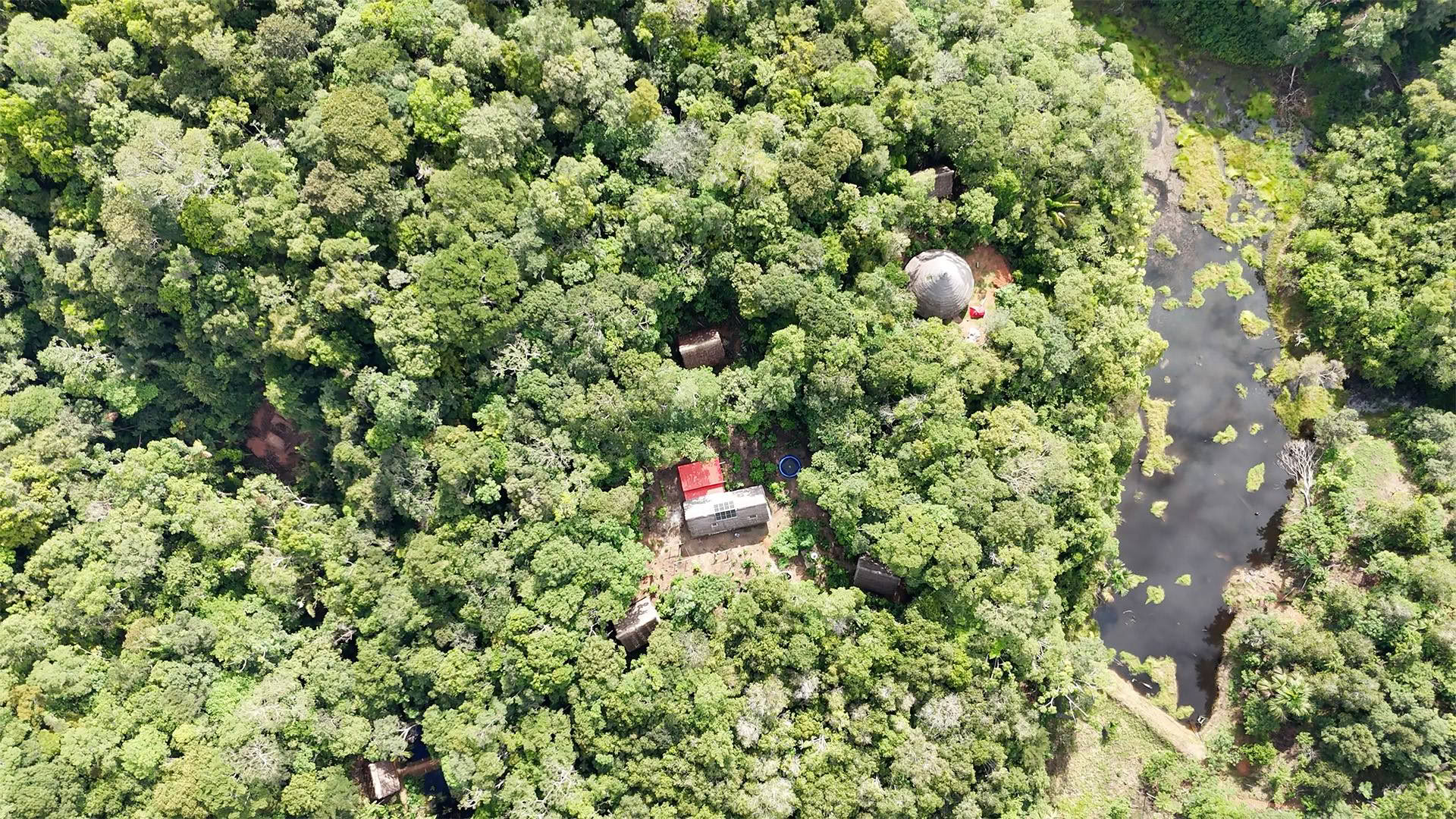 Öppen ayahuasca-retreat