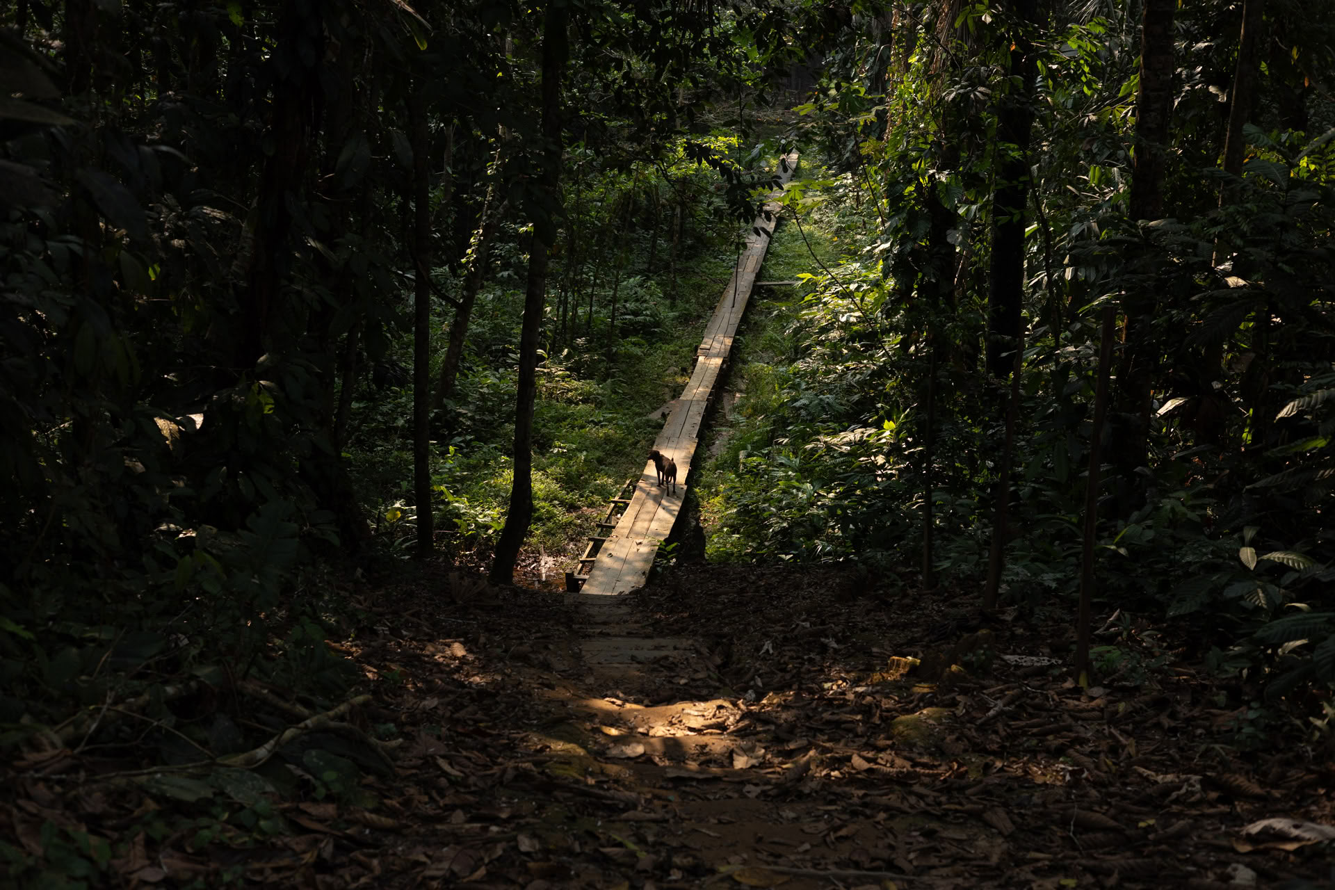 Öppen ayahuasca-retreat