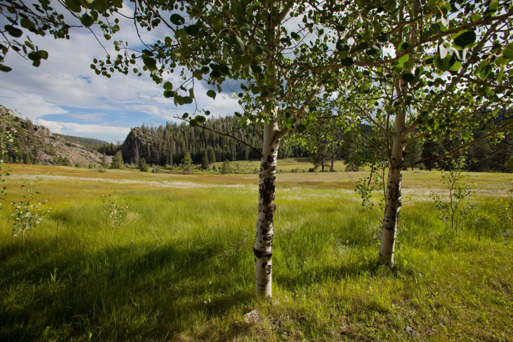 Helig ljudvärld, insikt och tystnad: meditation och musik i den djupa skogen
