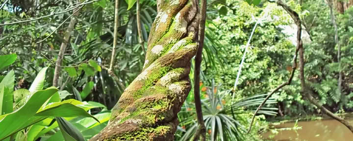 Grundläggande ayahuascaretreat