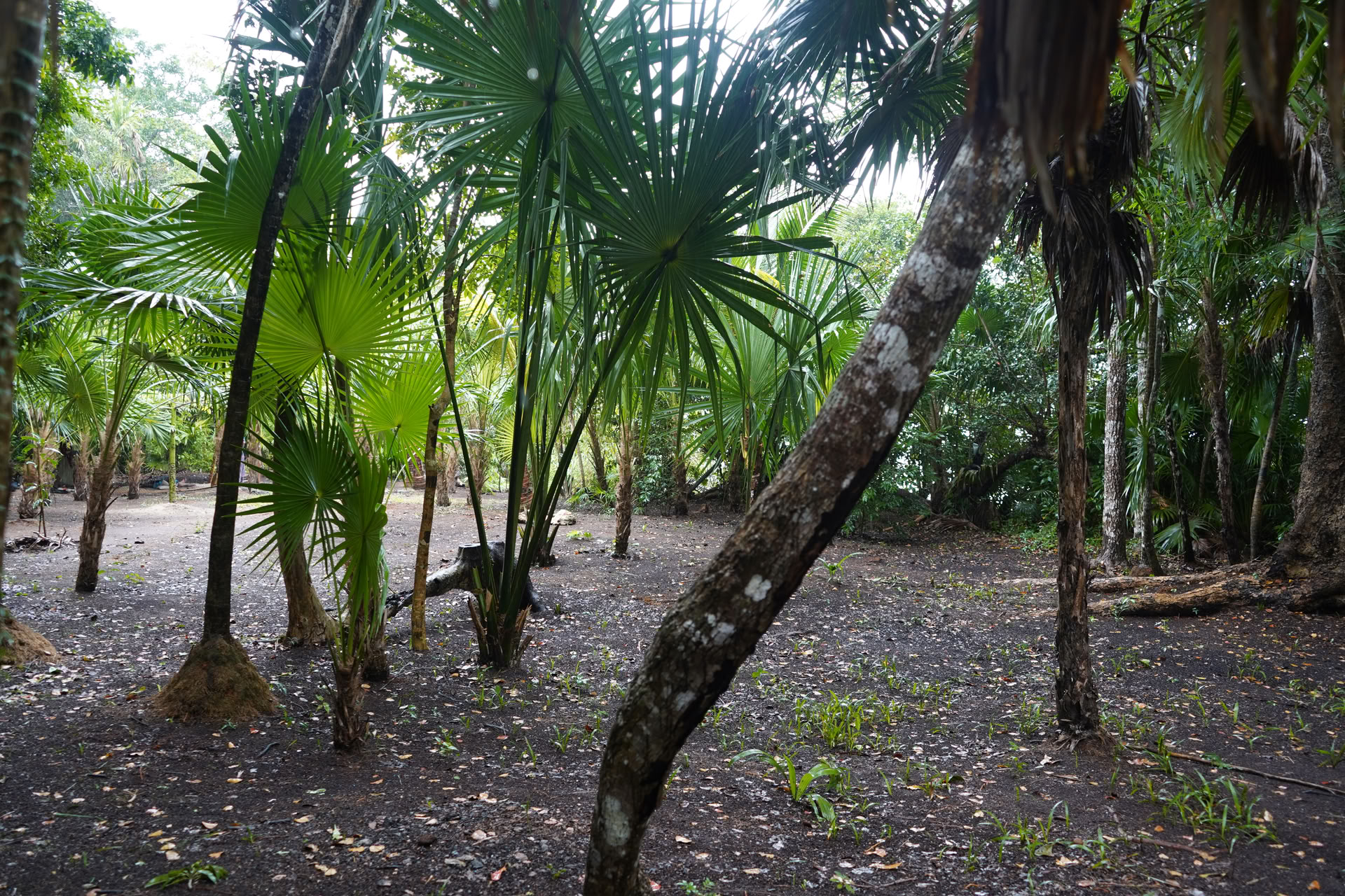 Integrationsresa till en privat cenote