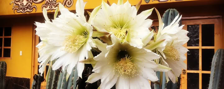San Pedro-ceremoni