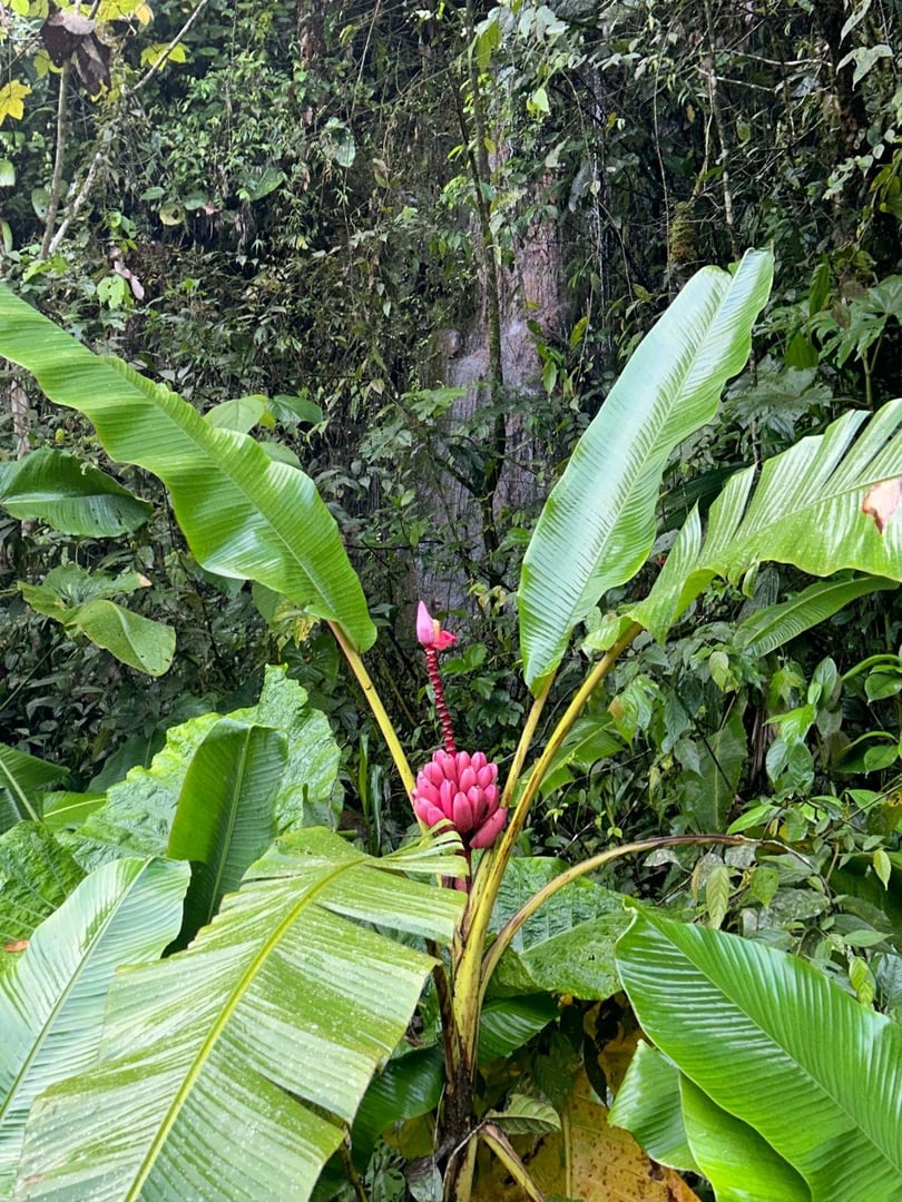 Ayahuasca-dagsceremoni på Hayulima naturreservat
