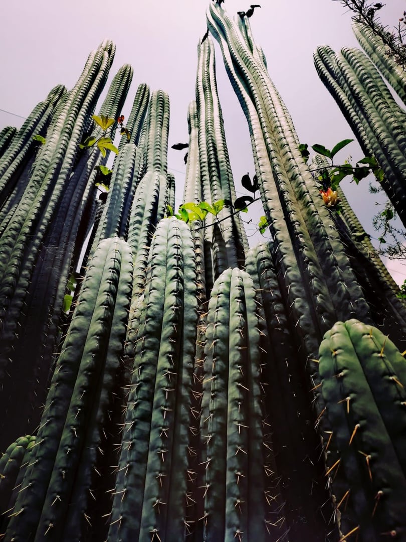 San Pedro-temazkalceremoni på Hayulima naturreservat