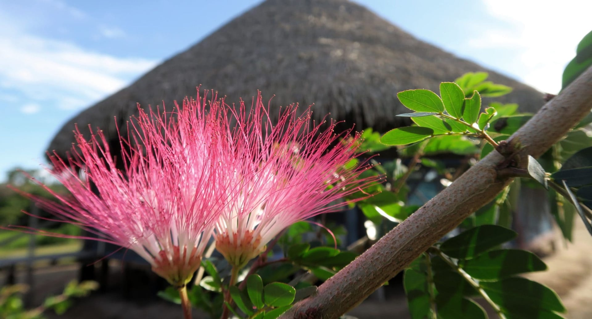 Ayahuasca helande retreat + 5-dagars integrationsretreat