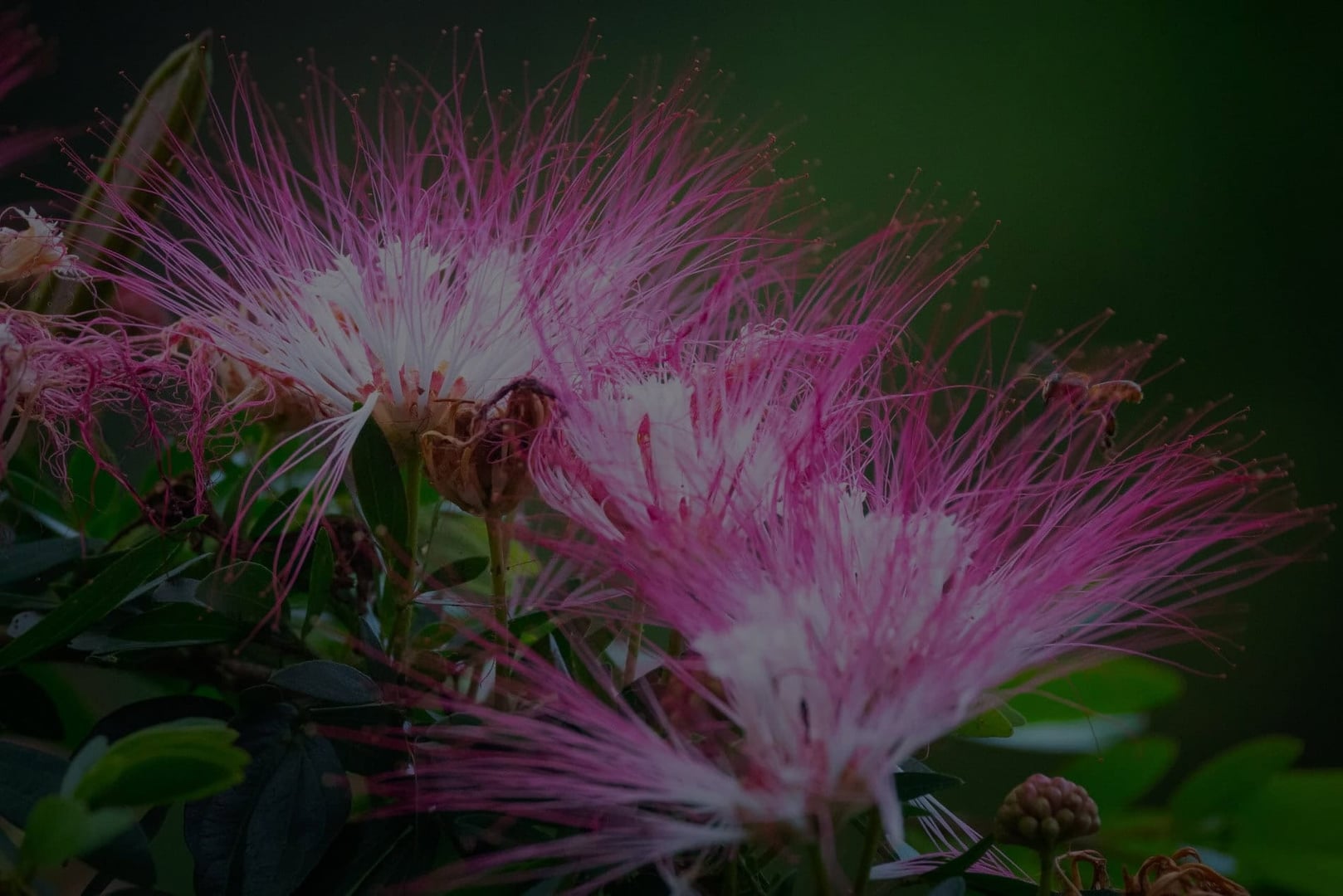 Ayahuasca helande retreat + 5-dagars integrationsretreat