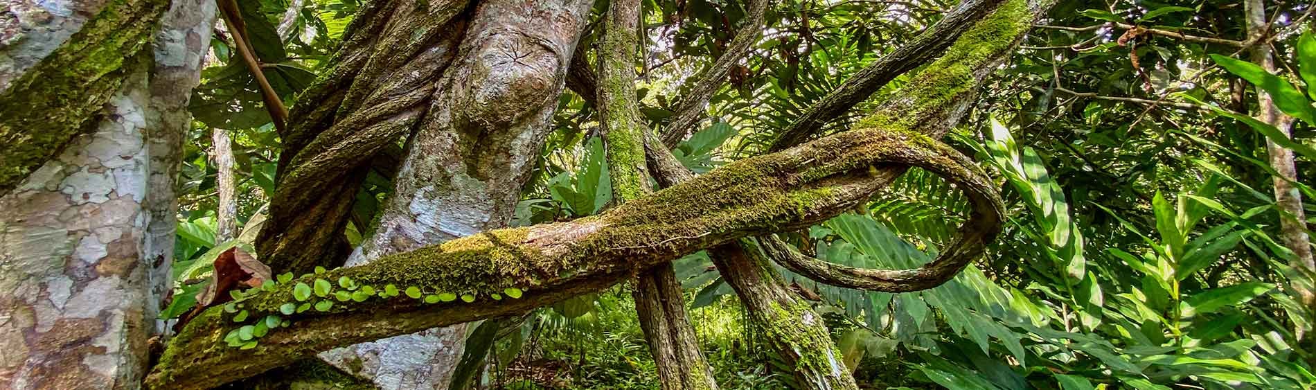 Ayahuasca helande retreat + 5-dagars integrationsretreat