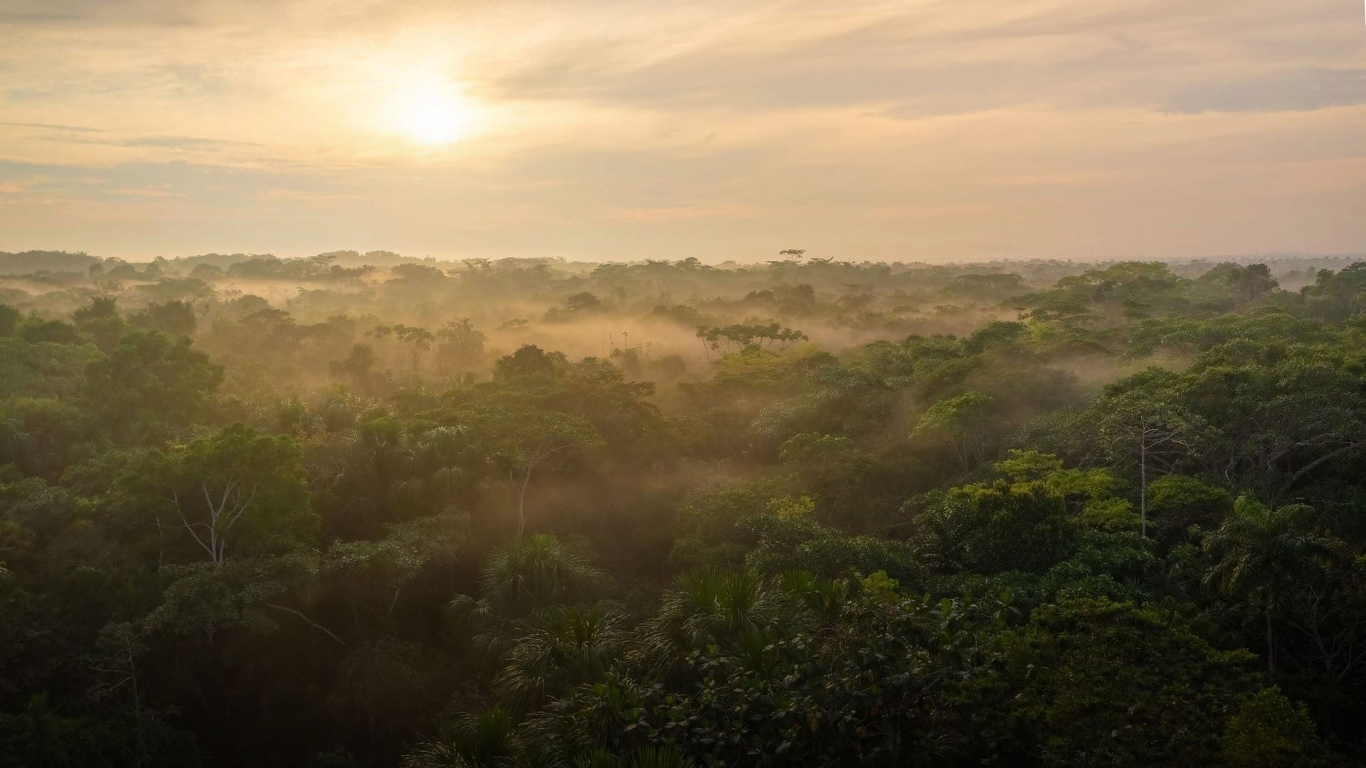 Kvinnors ayahuascahealingretreat