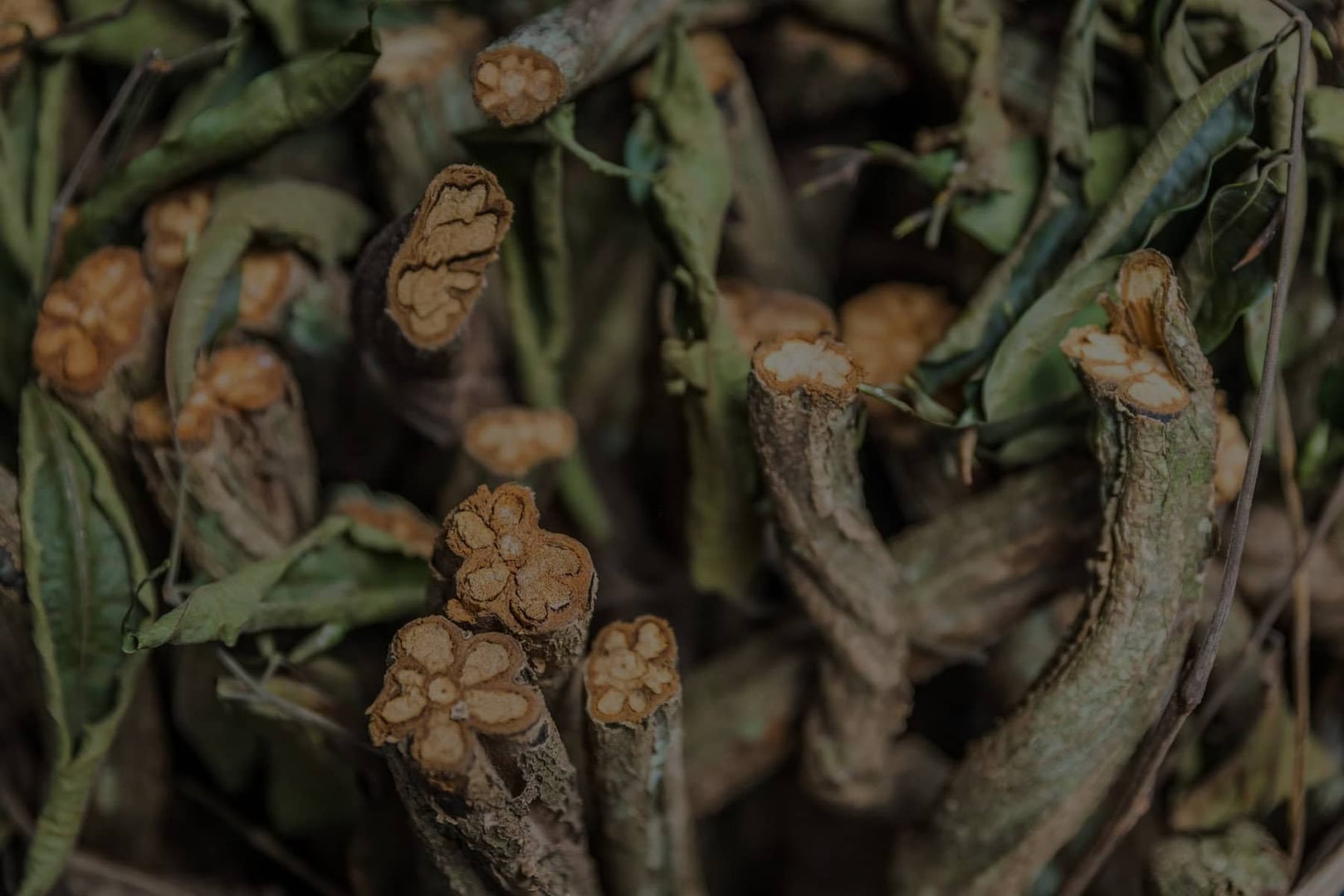 Kvinnors ayahuascahealingretreat
