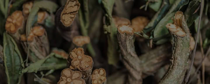 Att leva i linje med sig själv Ayahuasca helande retreat + 5-dagars fördjupande integrationsretreat