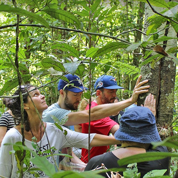 Fyra veckors ayahuasca-läknings- och stärkandekurs