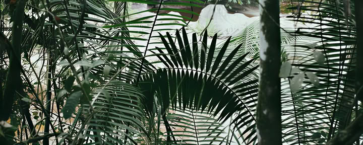 10 dagar – Ayahuasca- och yoga-retreat