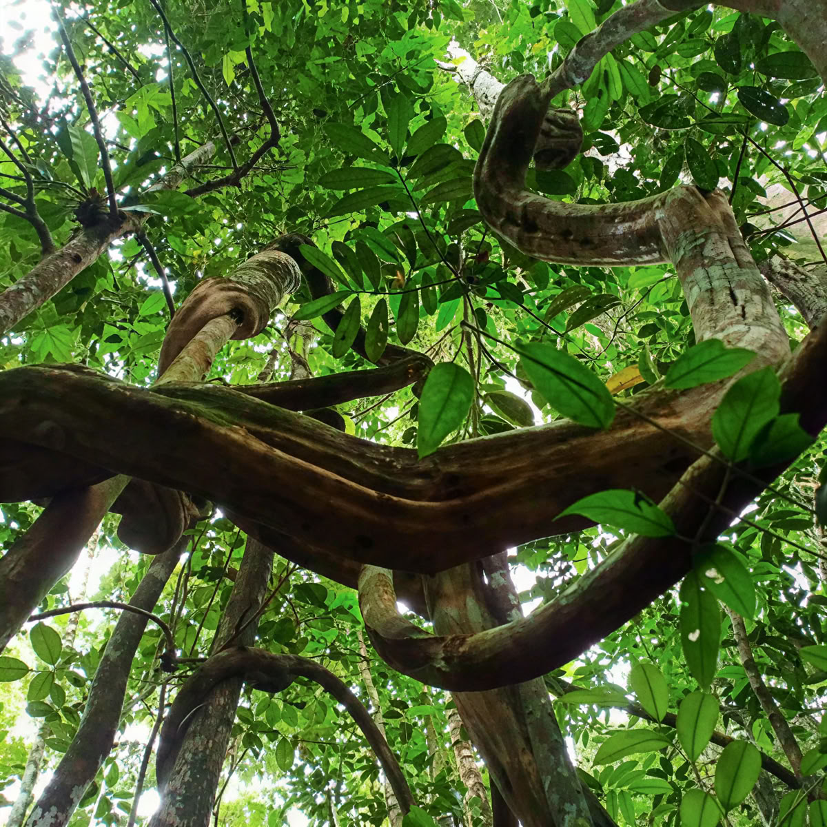 Ayahuasca och Machu Picchu 13-dagarsretreat