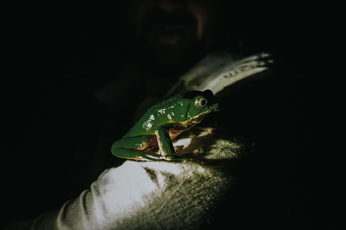 11-dagars ayahuascaretreat i Peru – 24 juli–3 augusti 2026 | Shipibo-healing och integration