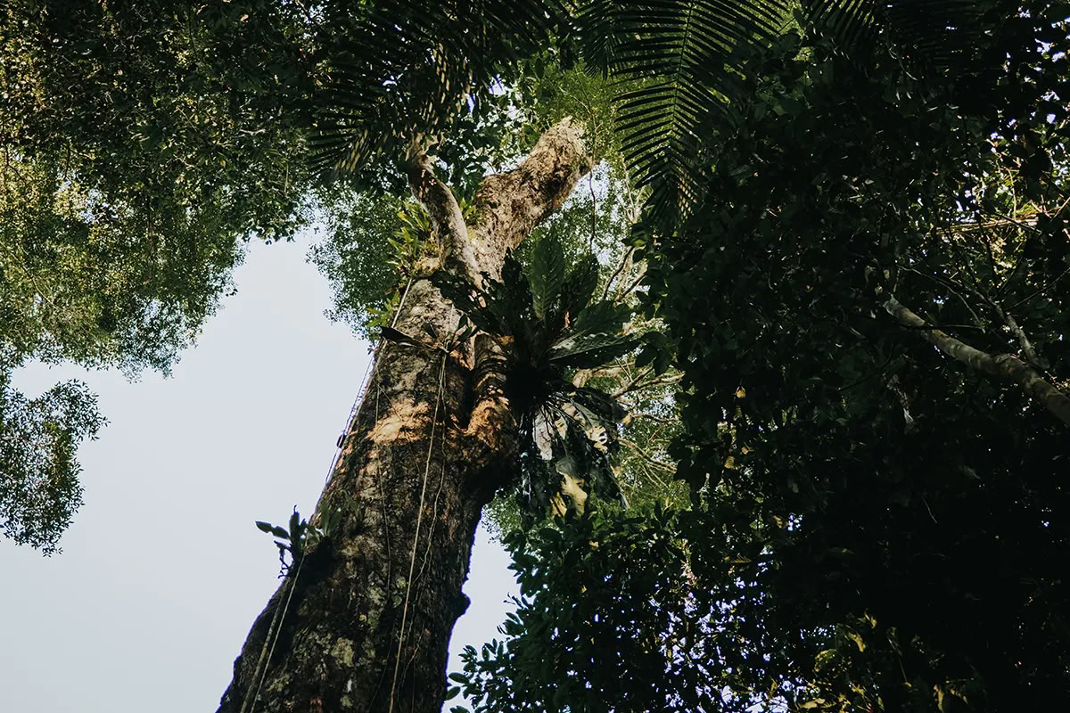 11-dagars ayahuascaretreat i Peru – 24 juli–3 augusti 2026 | Shipibo-healing och integration
