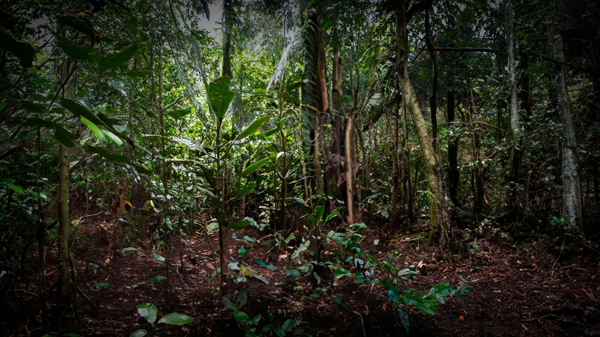 11-dagars ayahuascaretreat i Peru – 24 juli–3 augusti 2026 | Shipibo-healing och integration