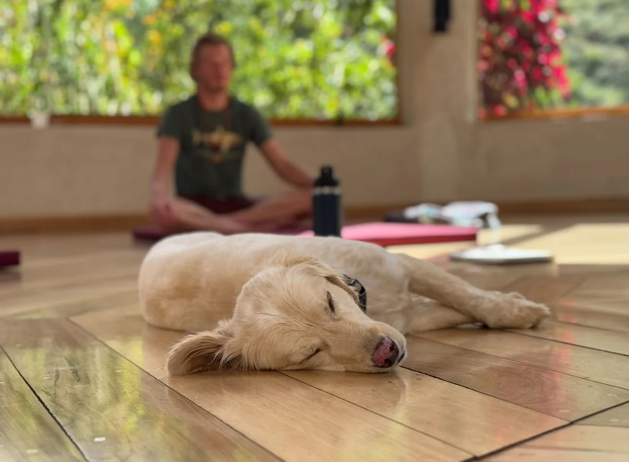 Stipendieretreat med ayahuasca