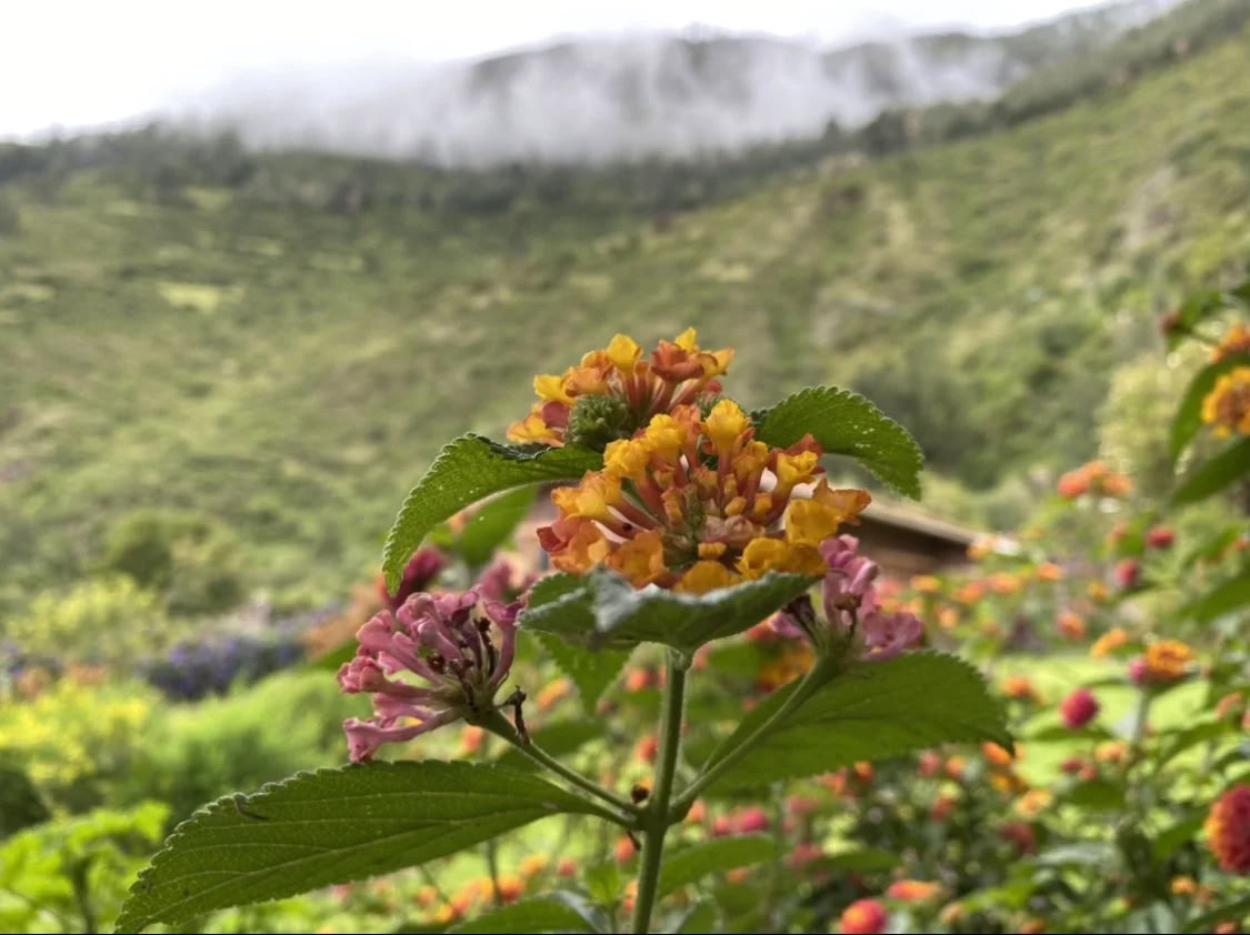 Stipendieretreat med ayahuasca