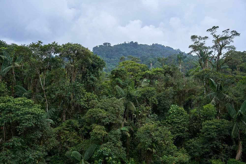 Ayahuasca-initieringsretreat: 7- och 14-dagars – 10–31 januari 2027