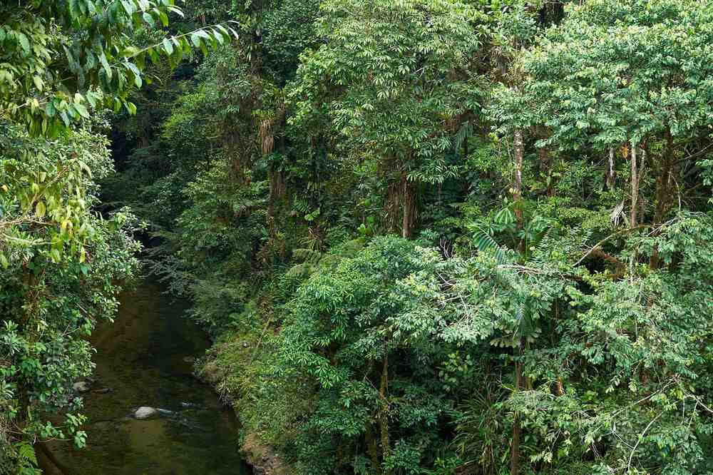 Ayahuasca initieringsretreat: 7- och 14-dagars – 3–24 februari 2027