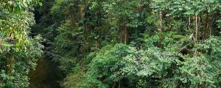 Ayahuasca initieringsretreat: 7- och 14-dagars – 3–24 februari 2027