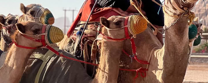 Ökensafari i Wadi Rum, Jordanien