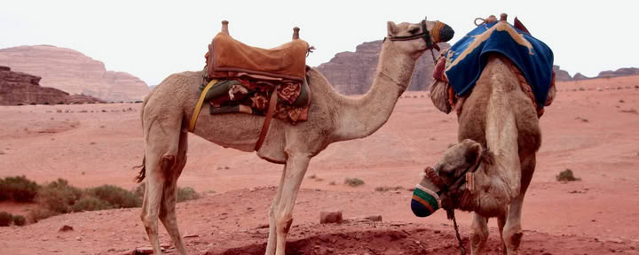 Kameltrekking i Wadi Rum