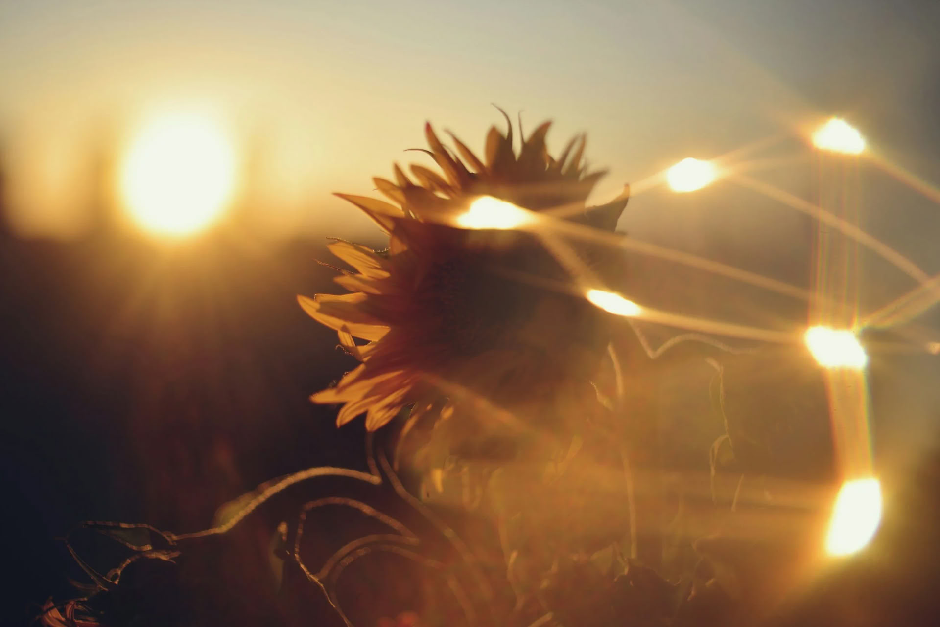 Sistertalk Retreats - SOMMARSTRÅLNING: Eldelementretreat — Wild Nature Retreats