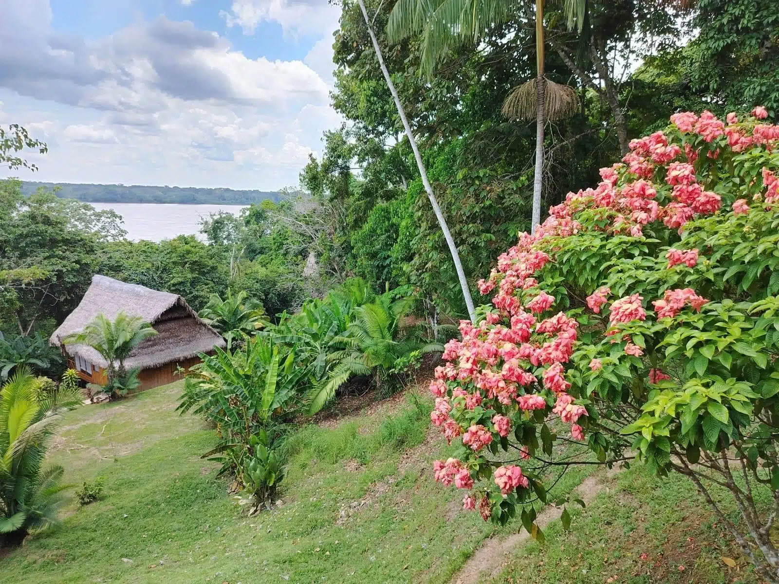 5 dagars ayahuasca- och San Pedro-retreat