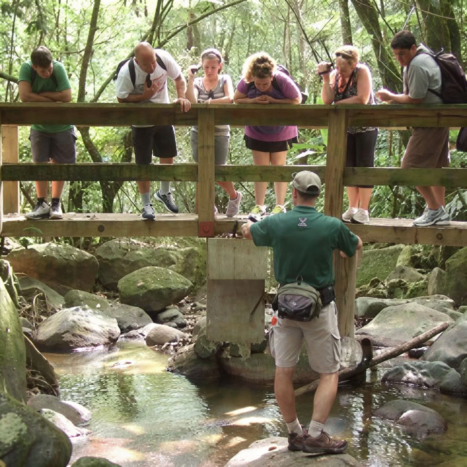 Nattvandring i regnskogen El Yunque