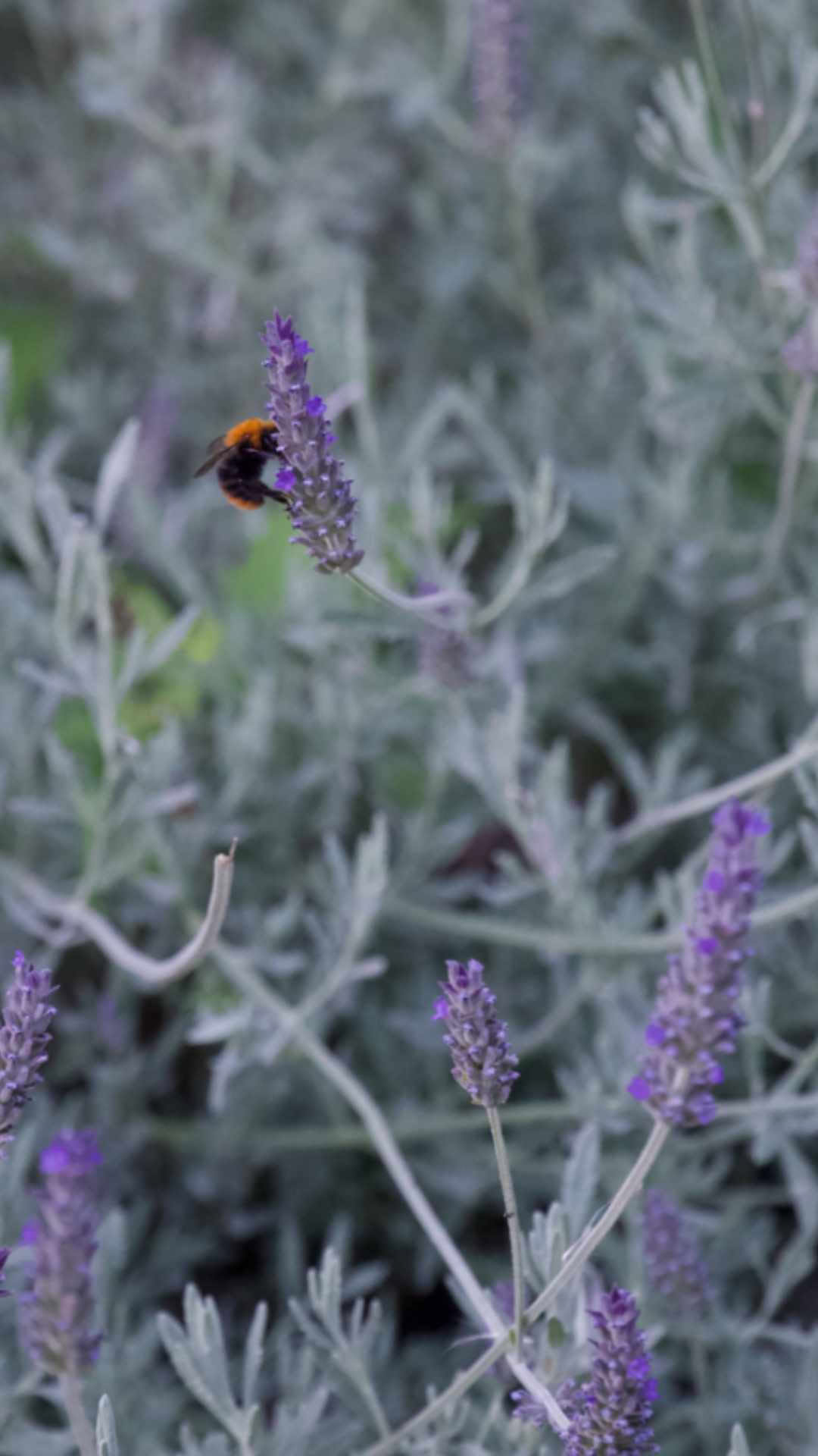 Harmonisera yoga- och välmåenderetreat