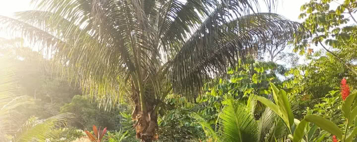 6-dagars privat ayahuasca-retreat