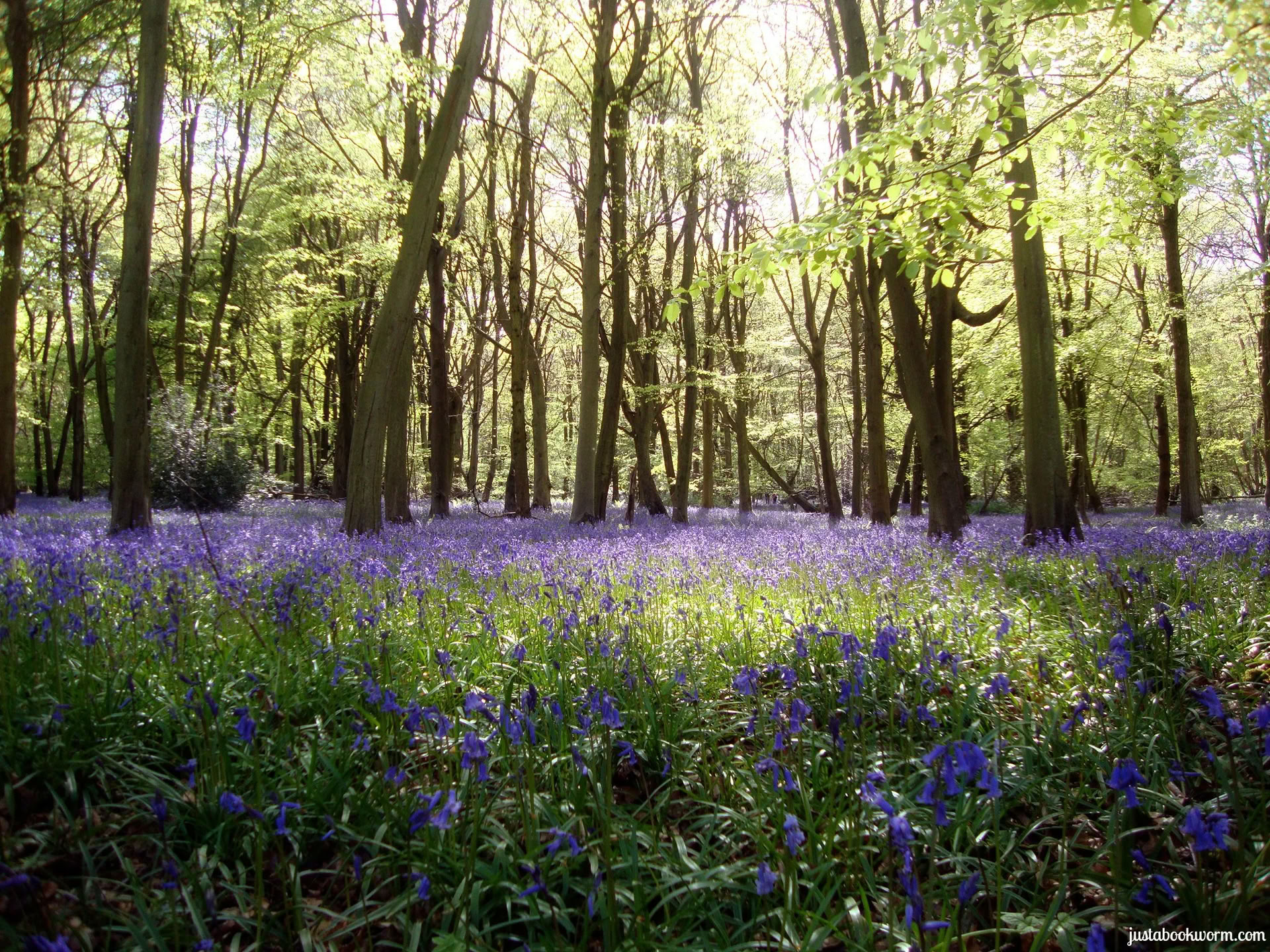 Juicefasta och yoga-retreat, Cotswolds, Oxfordshire