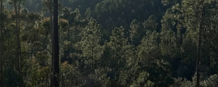 Skogsbad enligt shinrin yoku