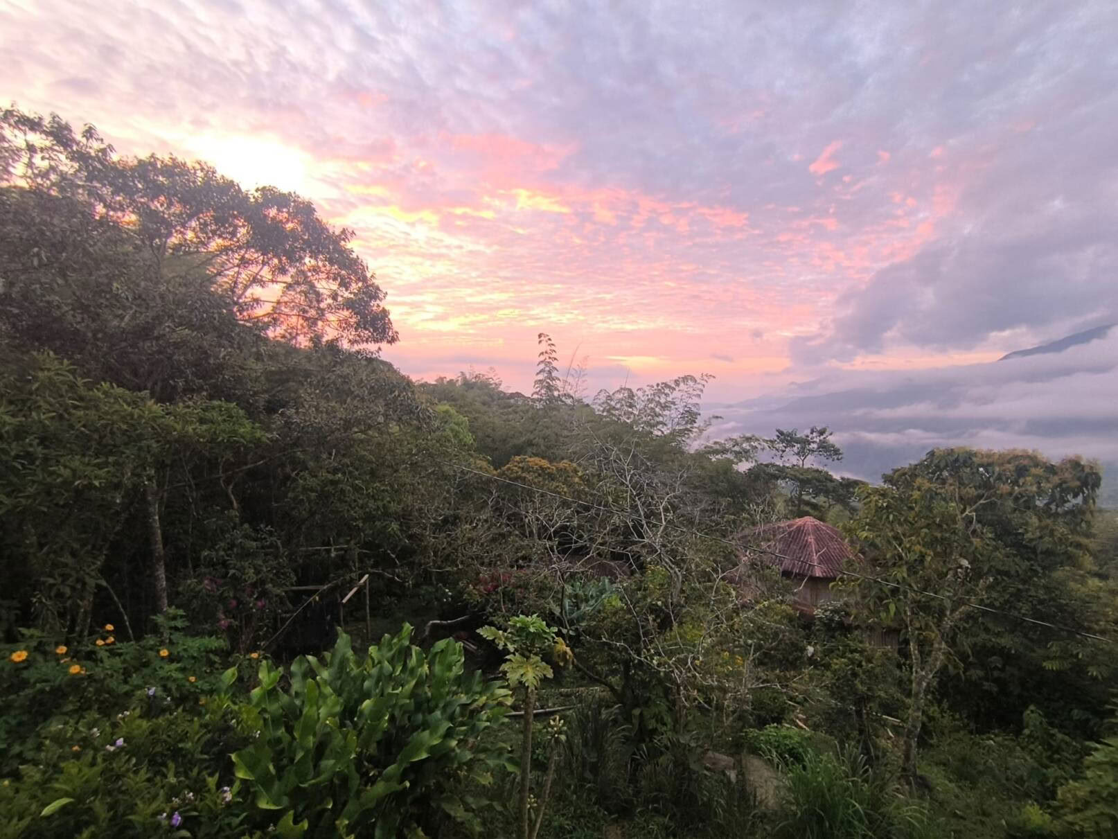 Ayahuasca- och somatisk resa