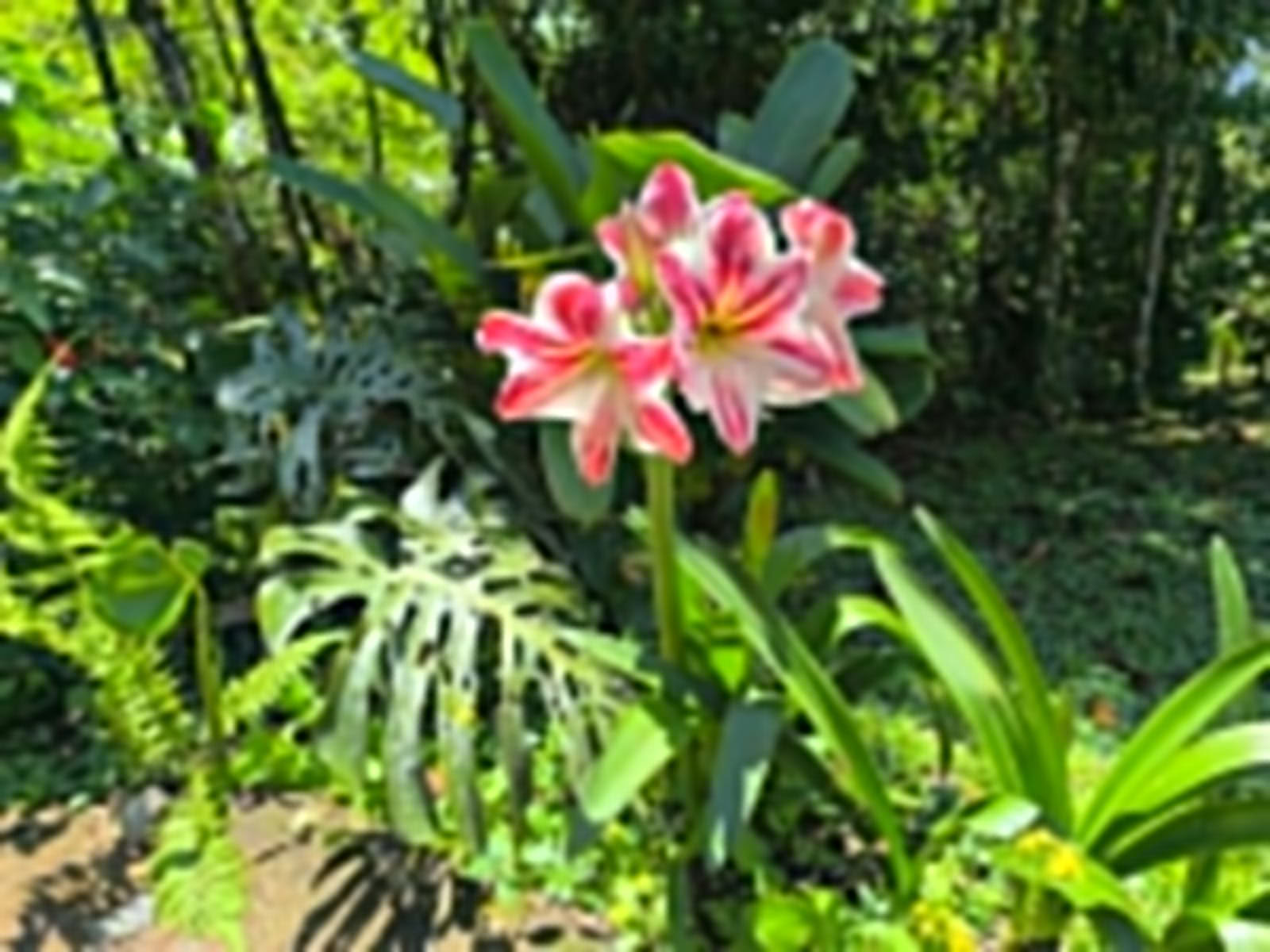 Ayahuasca- och somatisk resa