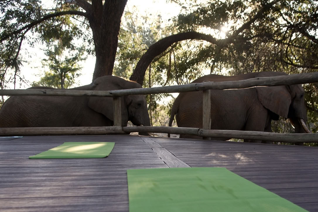 Yoga med elefanter