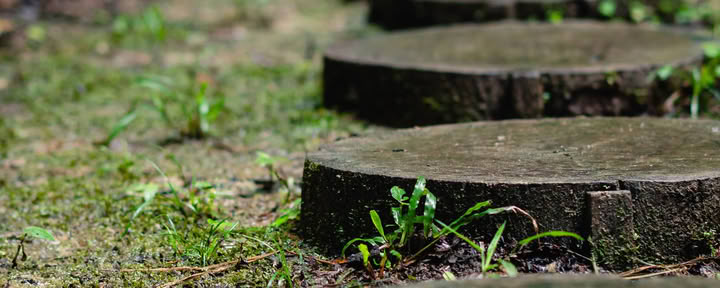 Ayahuasca augusti 2026 förnyelseretreat (12 dagar)