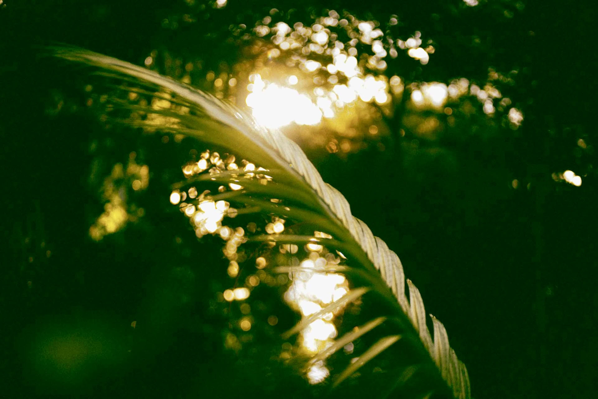 6-dagars ayahuascaretreat