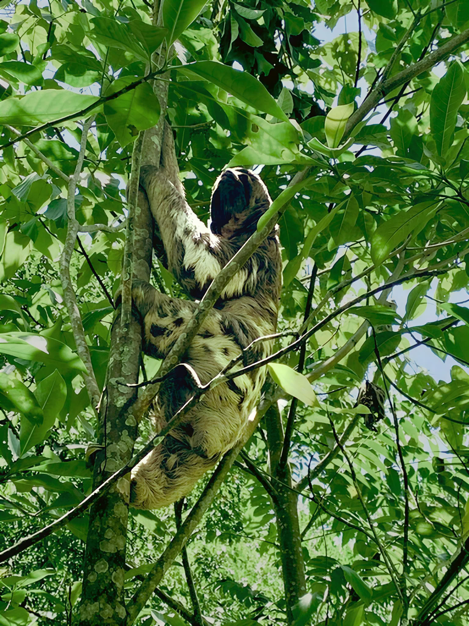 6-dagars ayahuascaretreat