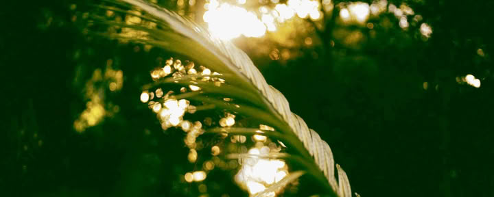 6-dagars ayahuascaretreat