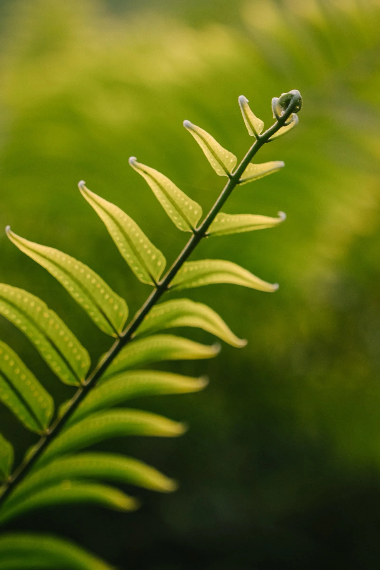 Intim ayahuasca-retreat (Kinkara Costa Rica) – Sommarretreater
