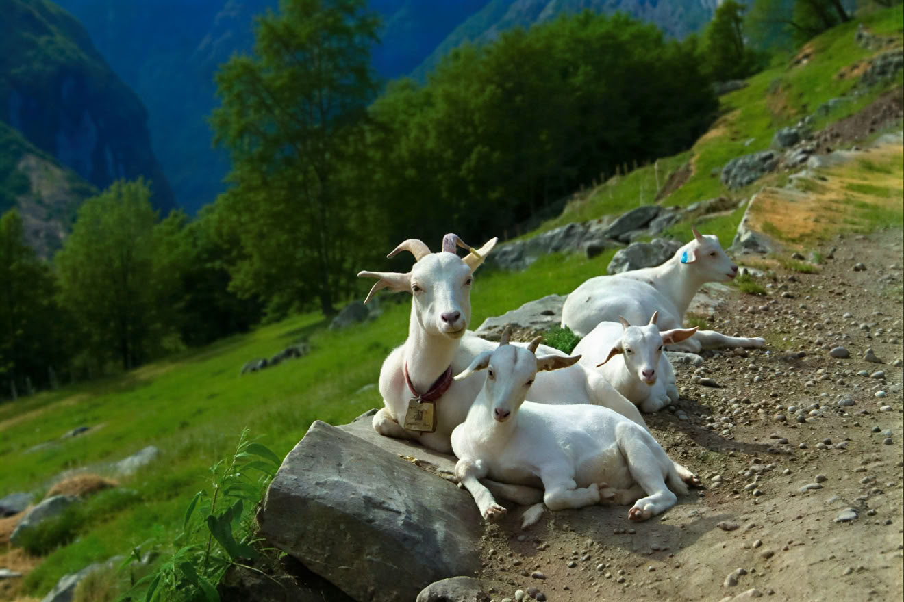 Yogaretreat i Norge