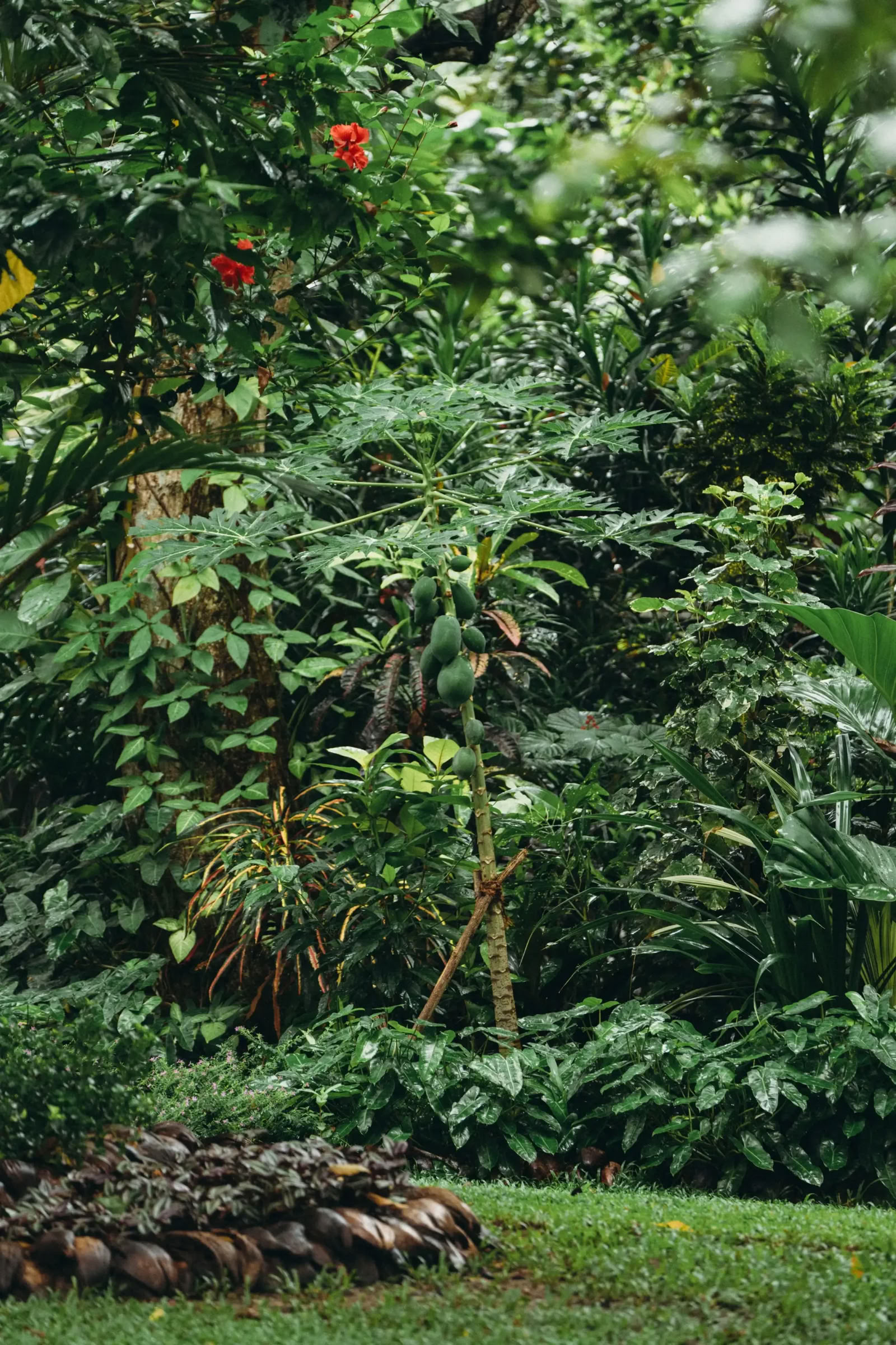 Återställande yogaretreat på Sri Lanka